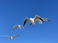 Larus marinus flying against the blue sky spread out wings in flight Royalty Free Stock Photo