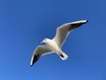 Larus marinus flying against the blue sky spread out wings in flight Royalty Free Stock Photo