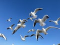 Larus marinus flying against the blue sky spread out wings in flight Royalty Free Stock Photo