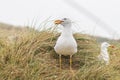 Larus marinus - Seagull - a large white-gray bird in a meadow in the grass Royalty Free Stock Photo