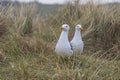Larus marinus - Seagull - a large white-gray bird in a meadow in the grass Royalty Free Stock Photo