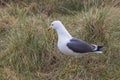 Larus marinus - Seagull - a large white-gray bird in a meadow in the grass Royalty Free Stock Photo