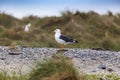 Helgoland, Dune Island, Larus marinus - seagull standing on a beautiful pebble beach, in the background tufts of green grass.