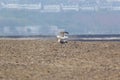 Helgoland, Dune Island, Larus marinus - two seagulls mating on a beautiful, pebble beach with beautiful light. Royalty Free Stock Photo