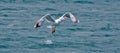 Larus michahellis, Gull seagulls Lari Royalty Free Stock Photo