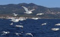 Larus michahellis. Seagulls flying over the Aegean sea Royalty Free Stock Photo
