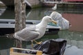 Larus michahellis, yellow-legged gull in Chioggia port