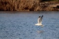 Larus michahellis Yellow-legged Gull flying over the blue waters of a beautiful lake