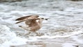 Larus michahellis, yellow-legged gull splashing in sea water Royalty Free Stock Photo