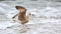 Larus michahellis, yellow-legged gull splashing in sea water Royalty Free Stock Photo