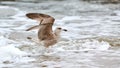 Larus michahellis, yellow-legged gull splashing in sea water Royalty Free Stock Photo