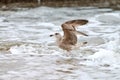 Larus michahellis, yellow-legged gull splashing in sea water Royalty Free Stock Photo