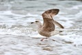 Larus michahellis, yellow-legged gull splashing in sea water Royalty Free Stock Photo