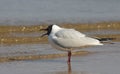 Larus ridibundus Royalty Free Stock Photo