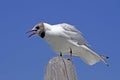 Larus ridibundus - Black-headed gull