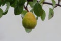Pear in the autumn rain. The uniqueness of nature