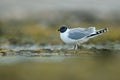 Larus sabini, Sabine\'s Gull, Xema sabini. Bird on the ocean coast. White bird with black head, Svalbard, Norway. Rare gull from