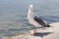 Larus seagull standing at the seaside, clear look