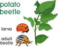 Larva, adult Colorado potato beetle Leptinotarsa decemlineata and damaged potato leaf