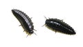Necrophila americana carrion beetle larva Royalty Free Stock Photo