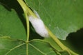 Larva of Aphrophora salicina or Philaenus spumarius also known as cuckoo drooling on willow tree branch Royalty Free Stock Photo