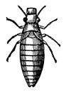 Larva of the Aphrophora vintage illustration Royalty Free Stock Photo