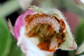 Larva of apple blossom weevil (Anthonomus pomorum) inside the damaged bud of an apple blossom.