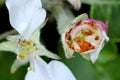 Larva of apple blossom weevil (Anthonomus pomorum) inside the damaged bud of an apple blossom. Royalty Free Stock Photo