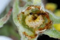 Larva of apple blossom weevil (Anthonomus pomorum) inside the damaged bud of an apple blossom.