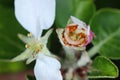 Larva of apple blossom weevil (Anthonomus pomorum) inside the damaged bud of an apple blossom. Royalty Free Stock Photo