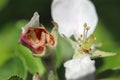 Larva of apple blossom weevil (Anthonomus pomorum) inside the damaged bud of an apple blossom. Royalty Free Stock Photo