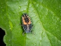 Larva of Asian ladybeetle sitting on a green leaf