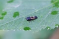 Larva of an Asian ladybeetle Harmonia axyridis