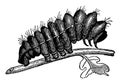 Larva of Attacus Yama Mai vintage illustration