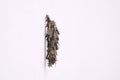 Larva of bagworm moth