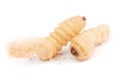 Larva bark beetle Scolytinae. Larva of Bark beetles legless Royalty Free Stock Photo