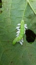larva of butterfly Royalty Free Stock Photo