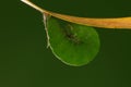 Larva of butterfly