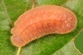 Larva of butterfly, Lycaenidae