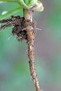 Larva of cabbage fly (also cabbage root fly, root fly or turnip fly) - Delia radicum.