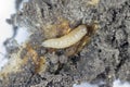 Larva of cabbage fly (also cabbage root fly, root fly or turnip fly) - Delia radicum. Royalty Free Stock Photo