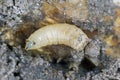 Larva of cabbage fly (also cabbage root fly, root fly or turnip fly) - Delia radicum. Royalty Free Stock Photo