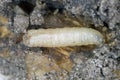 Larva of cabbage fly (also cabbage root fly, root fly or turnip fly) - Delia radicum. Royalty Free Stock Photo