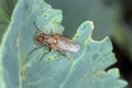 Larva of cabbage fly (also cabbage root fly, root fly or turnip fly) - Delia radicum.