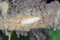 Larva of cabbage fly (also cabbage root fly, root fly or turnip fly) - Delia radicum.