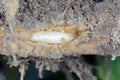 Larva of cabbage fly (also cabbage root fly, root fly or turnip fly) - Delia radicum.