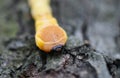 Larva of Capnodis tenebrionis with jaw in evidence Royalty Free Stock Photo