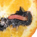 Larva caterpillar of False Codling Moth