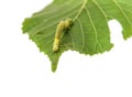 The larva or caterpillar of Geometer winter moth Operophtera br Royalty Free Stock Photo