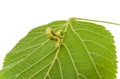 The larva or caterpillar of Geometer winter moth Operophtera brumata